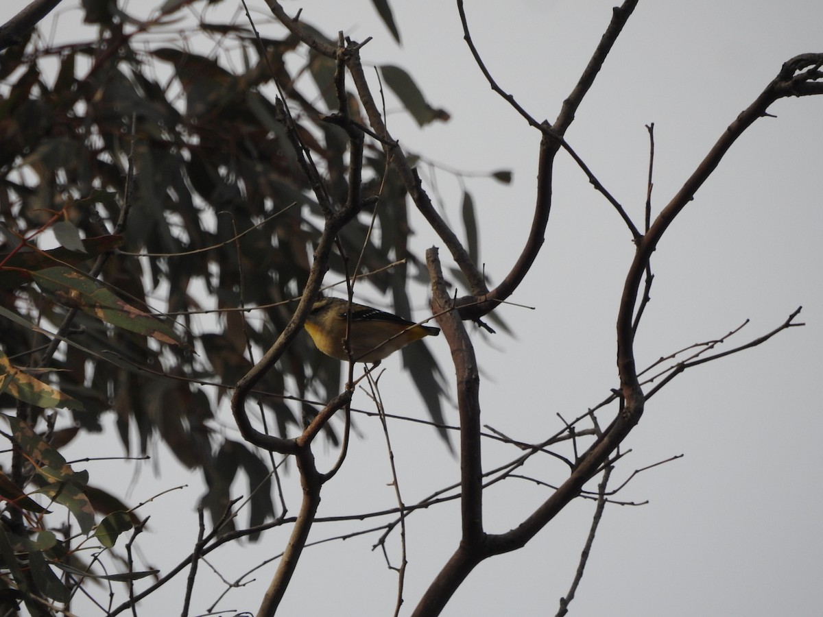 Spotted Pardalote - ML637245863