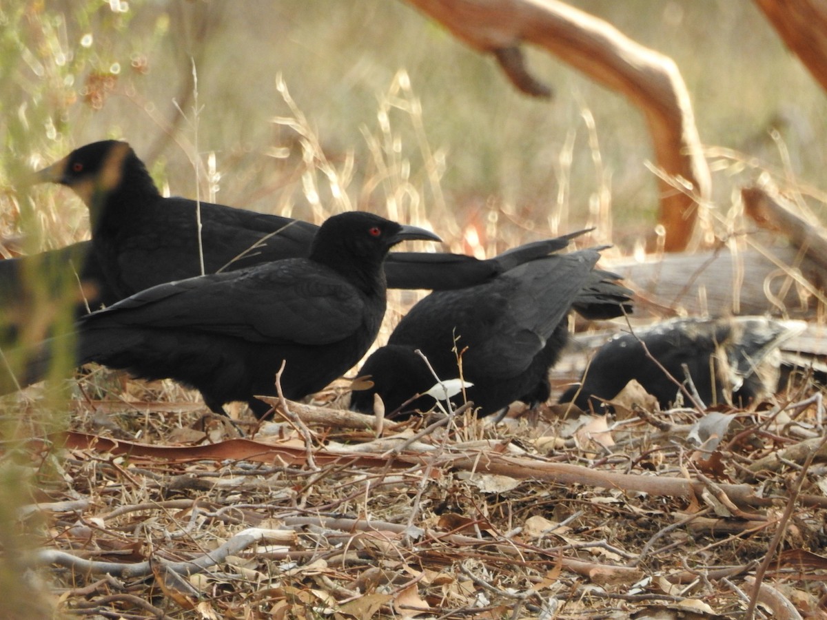 White-winged Chough - ML637245880