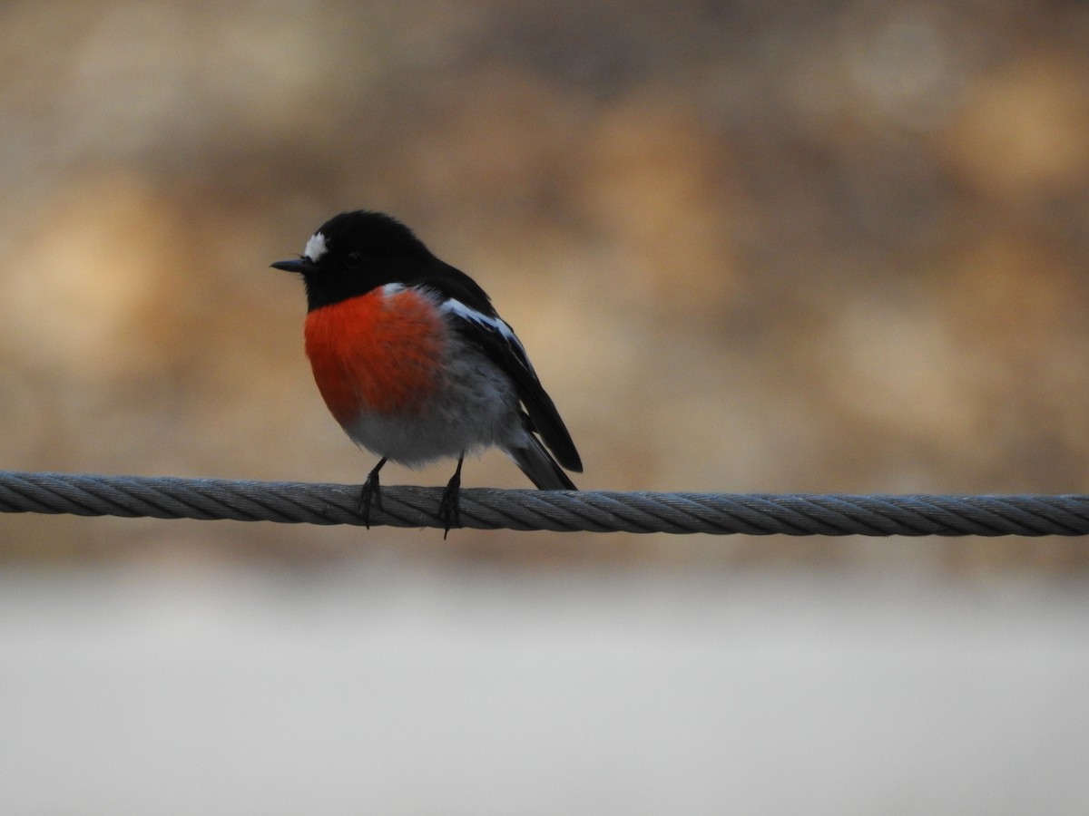 Scarlet Robin - ML637245883