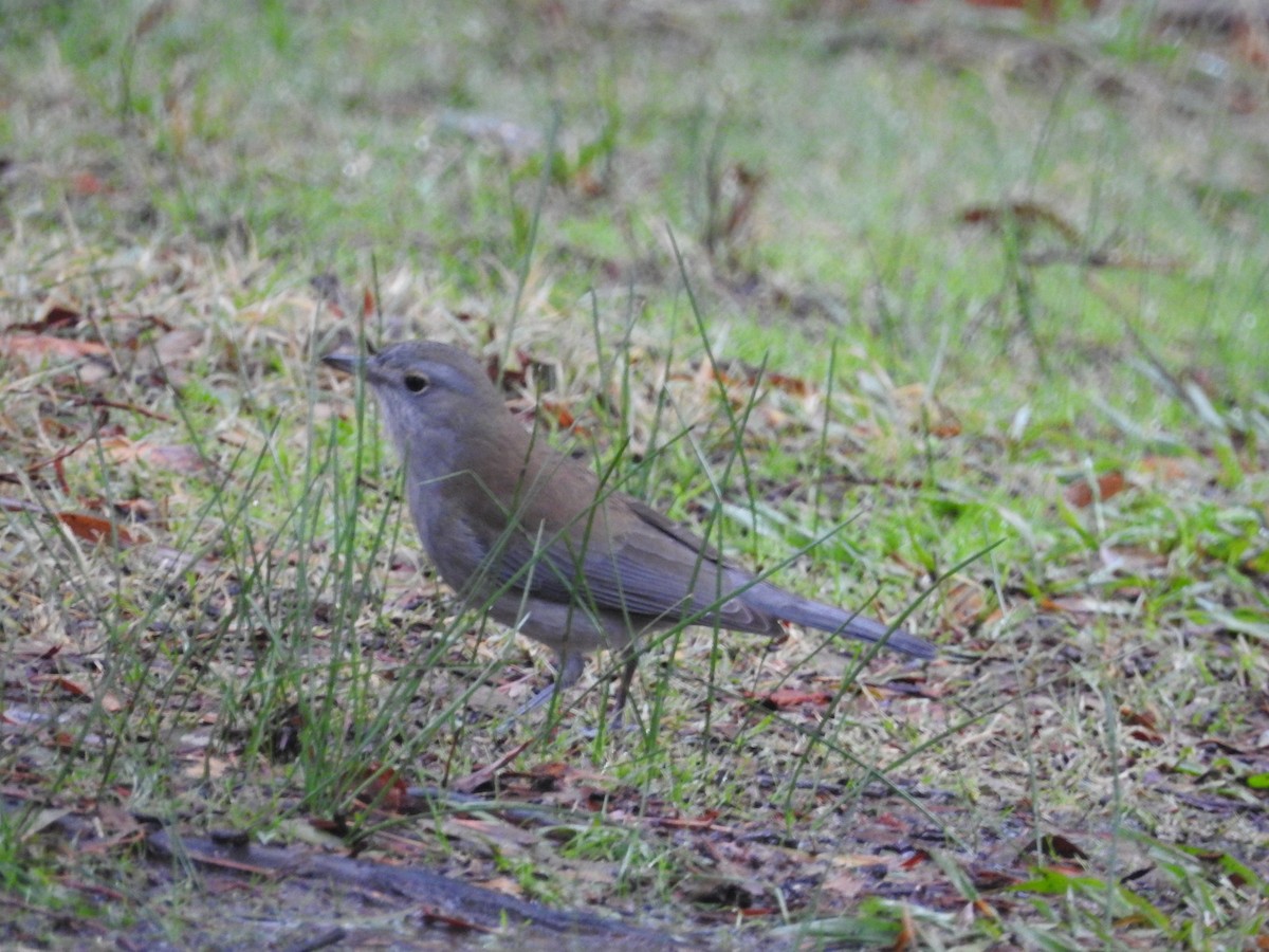 Gray Shrikethrush - ML637245891