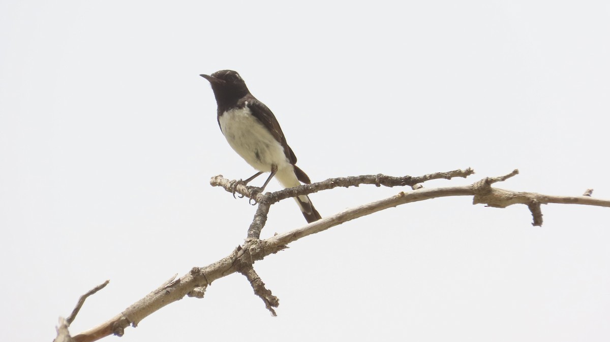 Variable Wheatear - ML637245893
