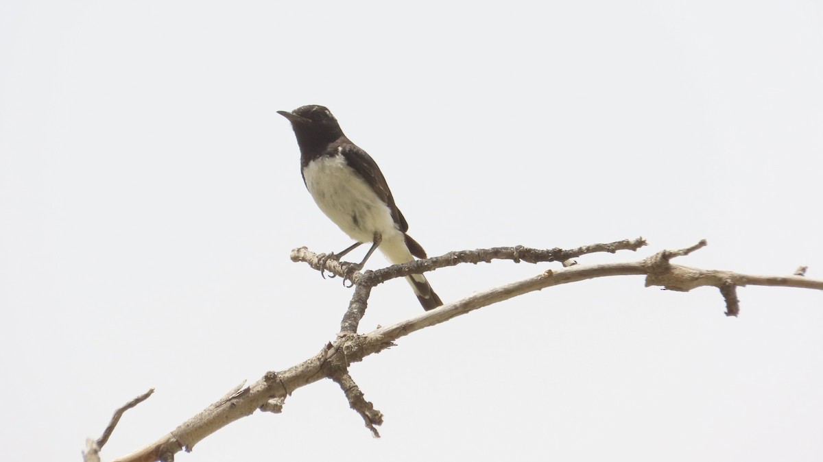 Variable Wheatear - ML637245894