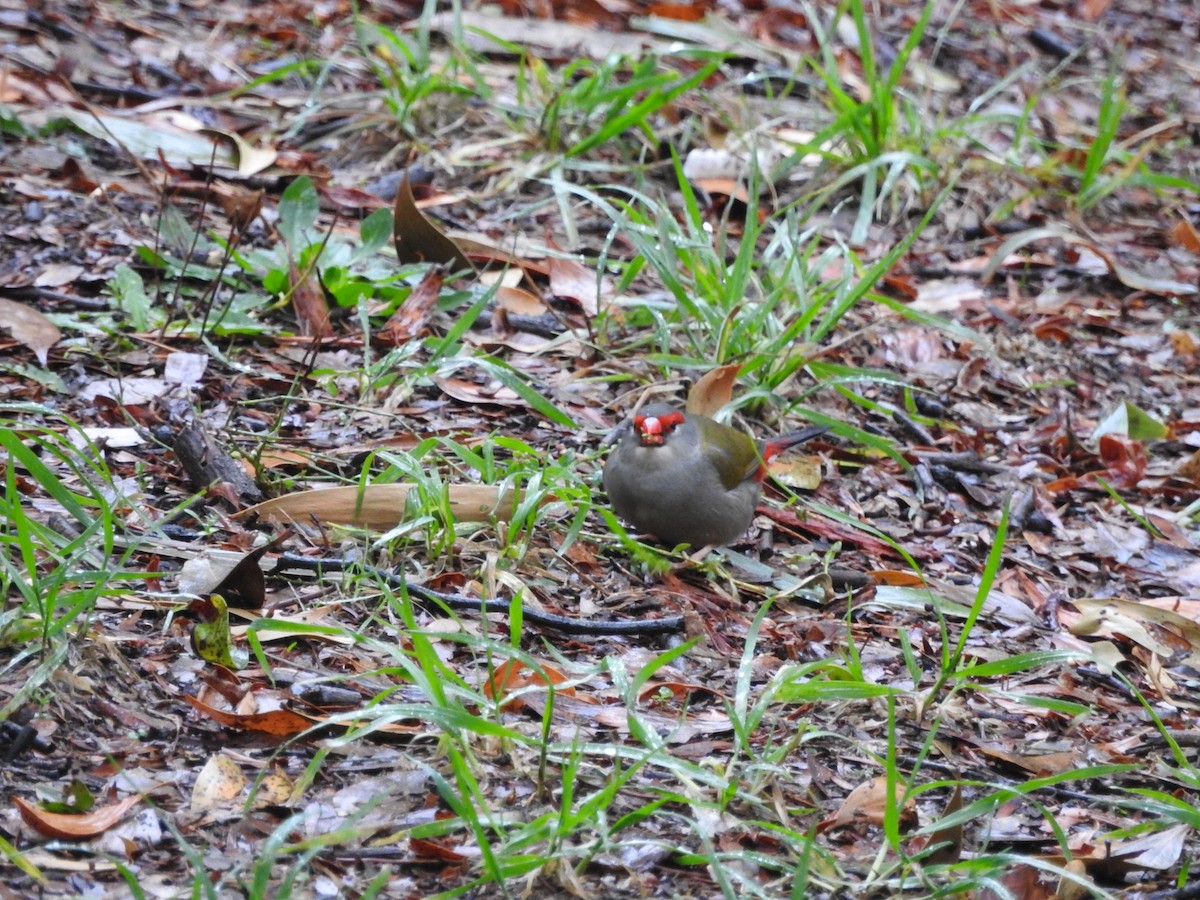 Red-browed Firetail - ML637245895