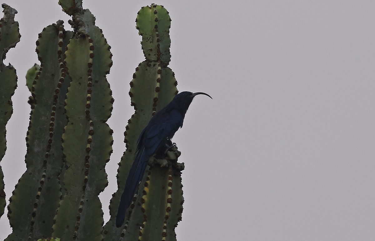Common Scimitarbill - ML637245897