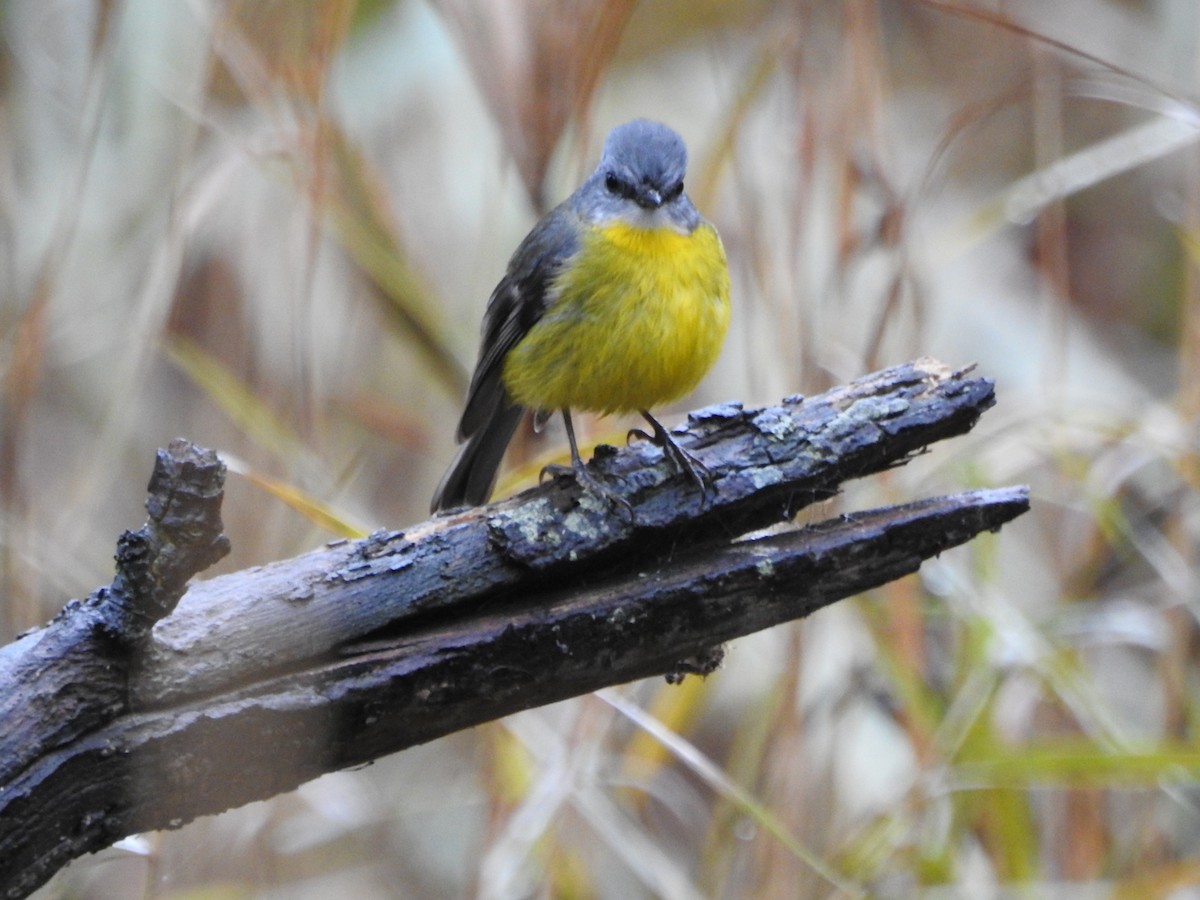 Eastern Yellow Robin - ML637245898