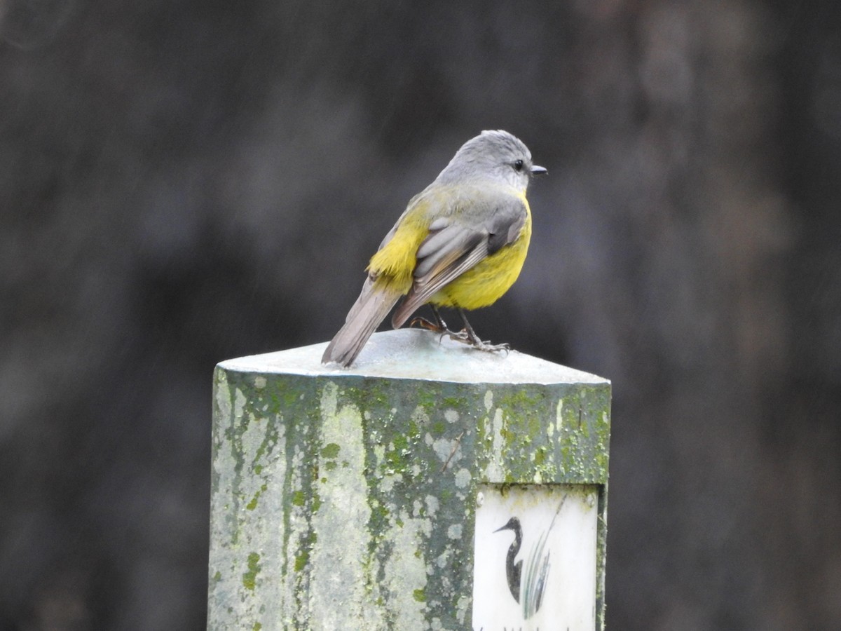 Eastern Yellow Robin - ML637245899