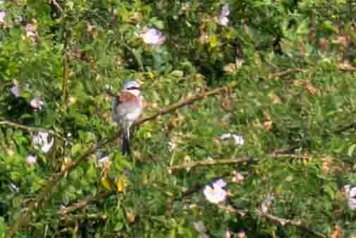 紅背伯勞 - ML637245916