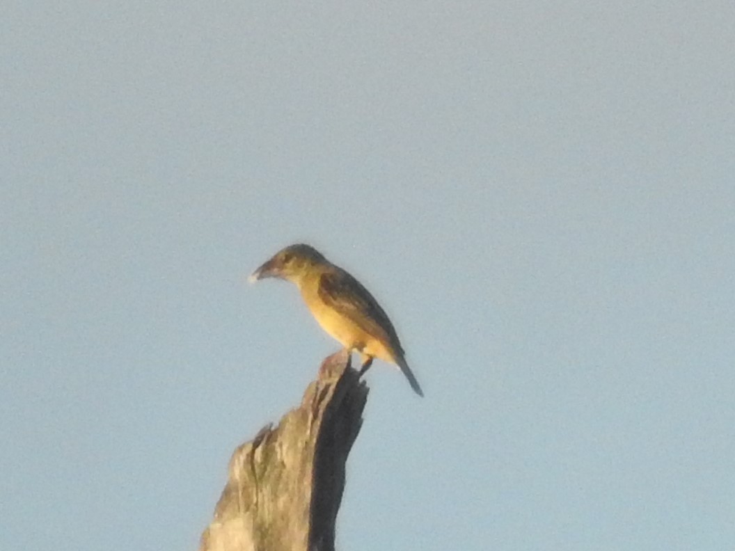 Vieillot's Black Weaver - ML637246005