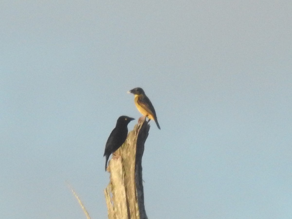 Vieillot's Black Weaver - ML637246006