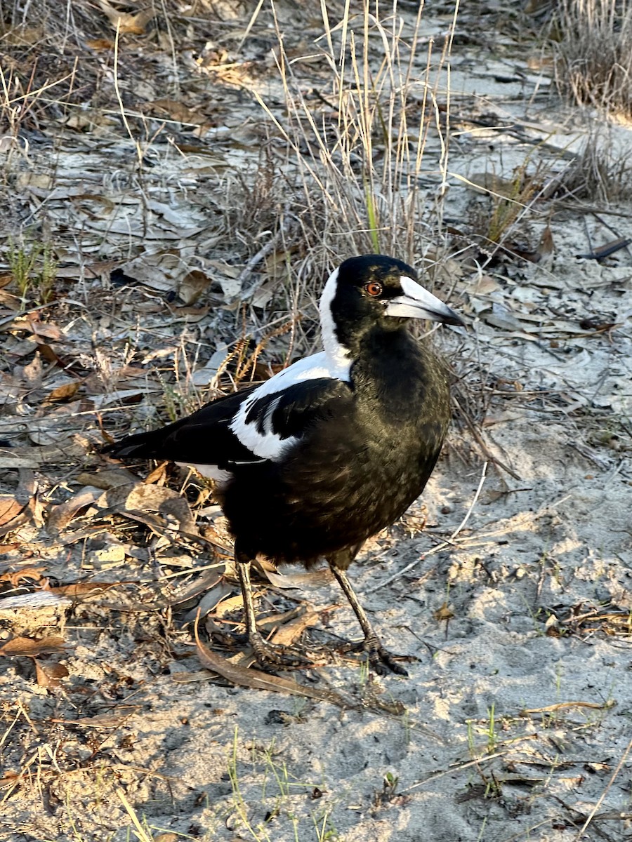 Australian Magpie (Western) - ML637246016