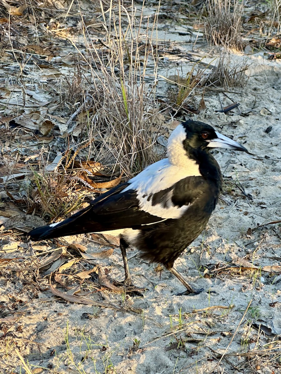 Australian Magpie (Western) - ML637246017