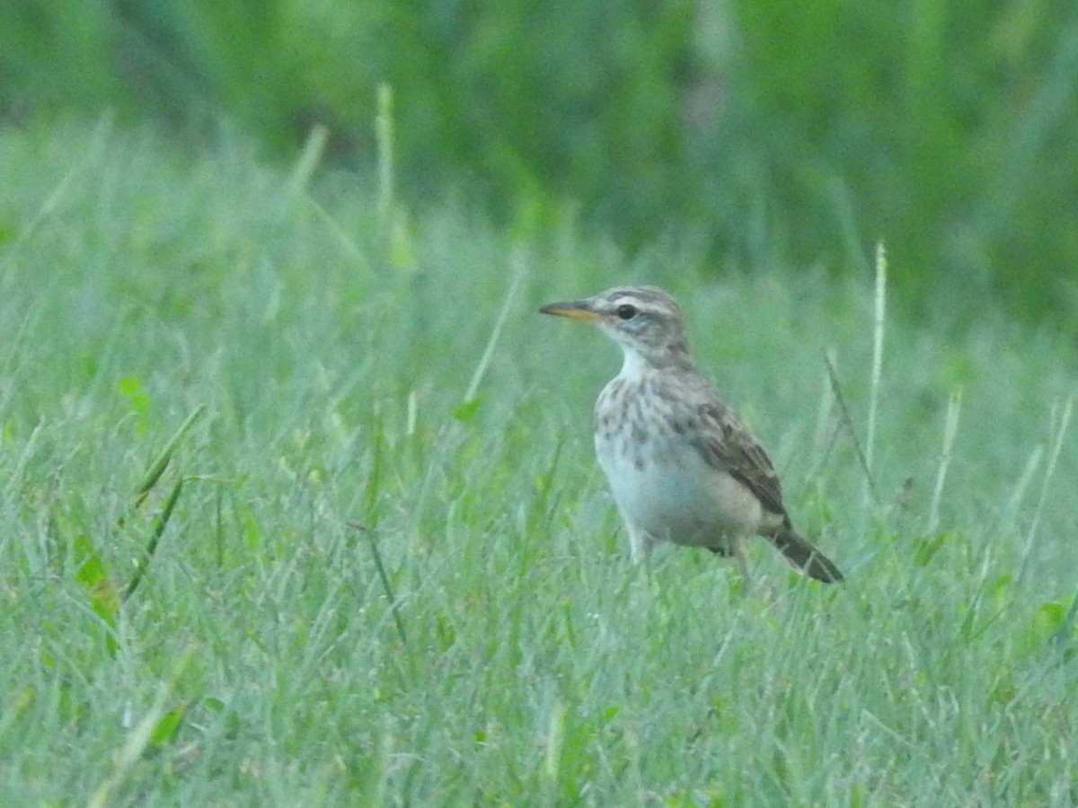 Pipit à longues pattes - ML637246022