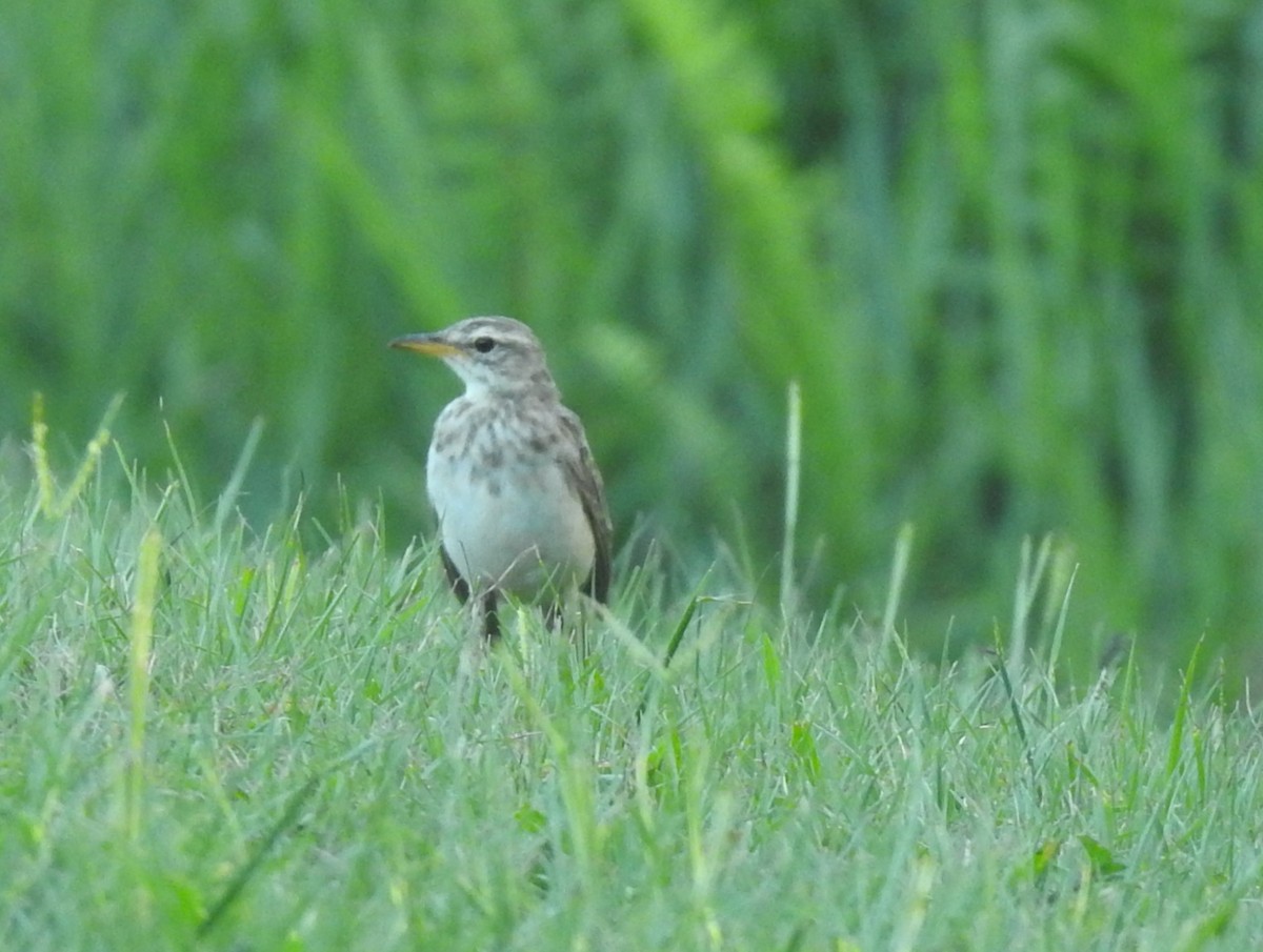 Pipit à longues pattes - ML637246023
