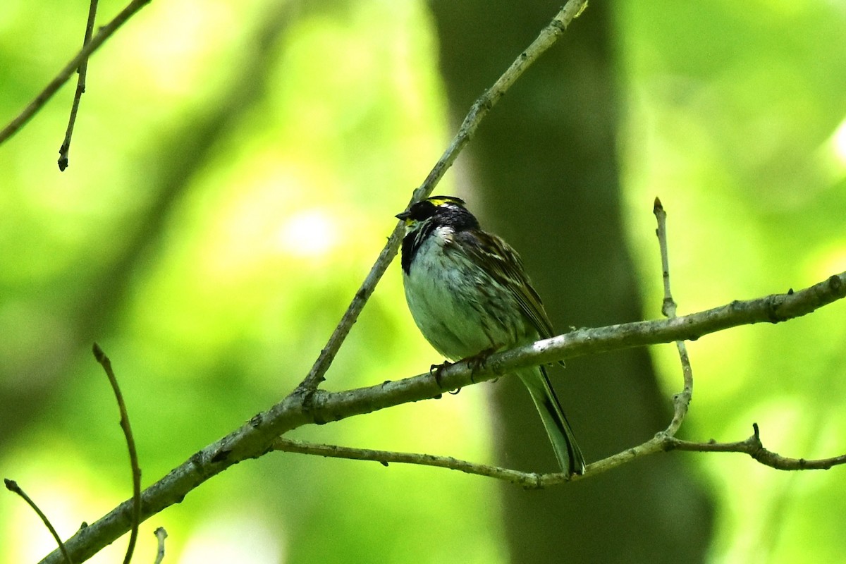 Yellow-throated Bunting - ML637246095
