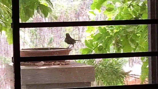 Indian Robin - ML637246171