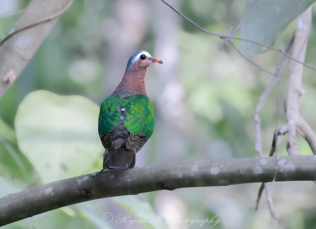 Asian Emerald Dove - ML637246274