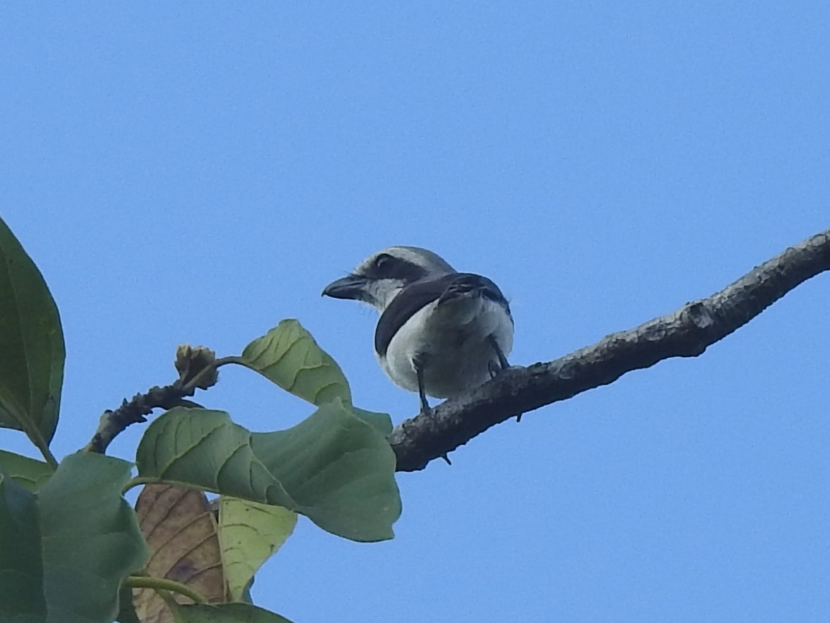 Mackinnon's Shrike - ML637246278