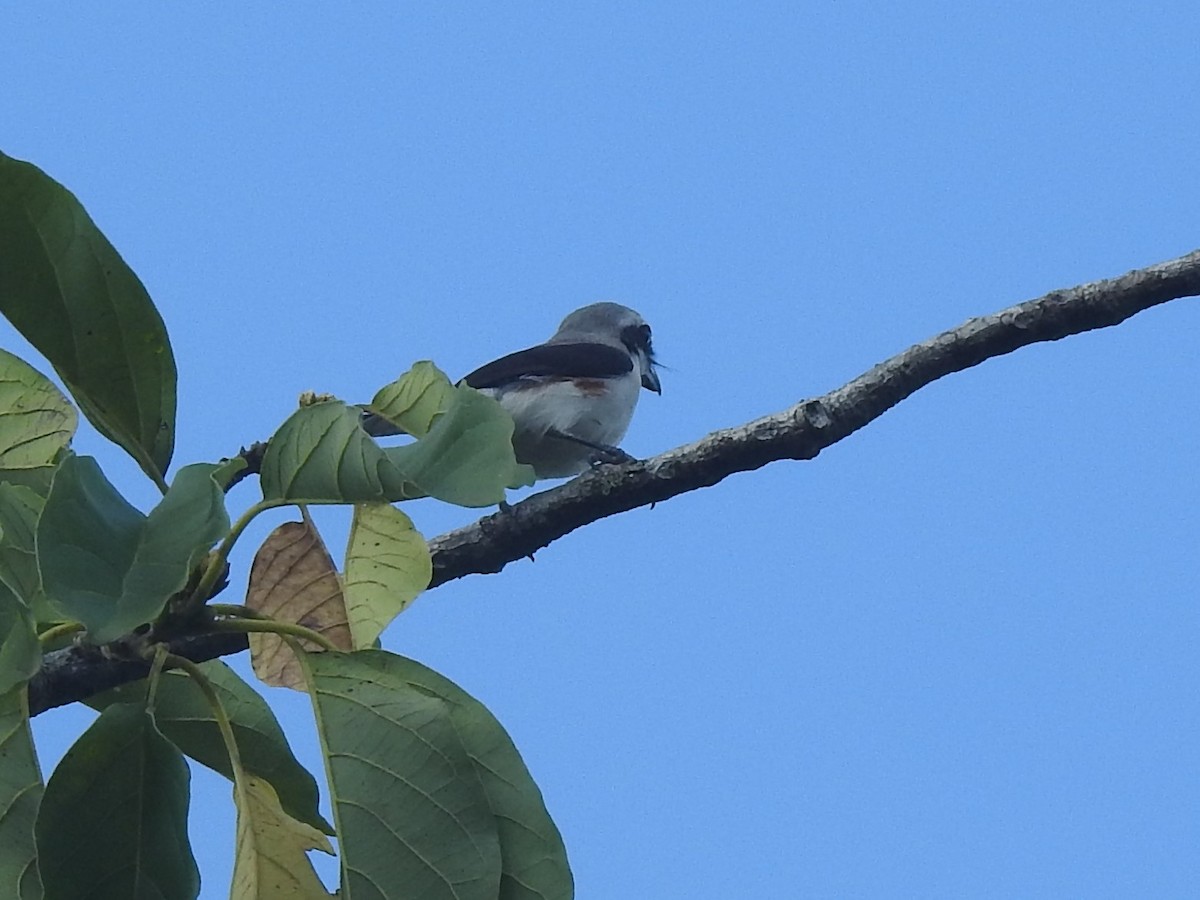 Mackinnon's Shrike - ML637246279