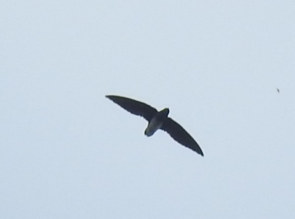 Cassin's Spinetail - ML637246305
