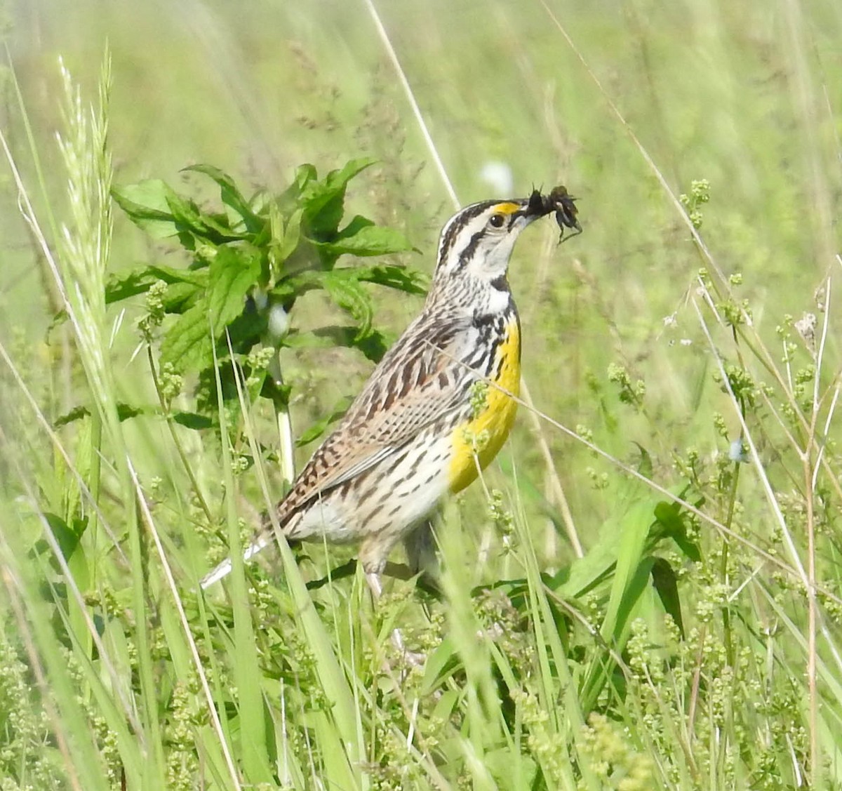 Eastern Meadowlark - ML637246308