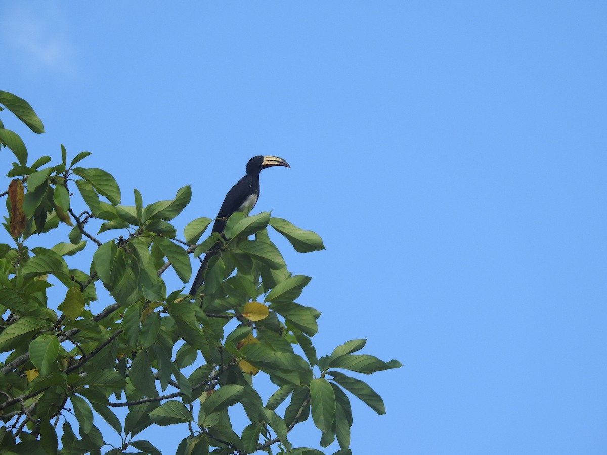 Congo Pied Hornbill - ML637246355