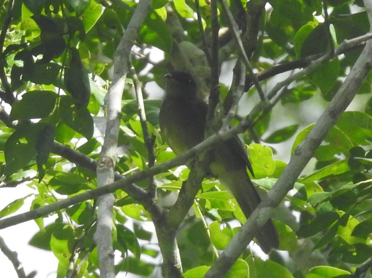 Bulbul verdâtre - ML637246486