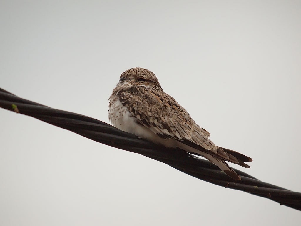 Sand-colored Nighthawk - ML637246491