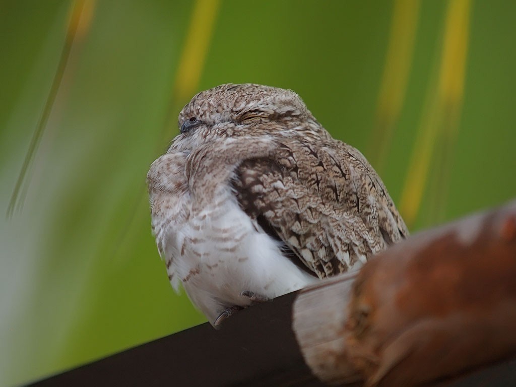 Sand-colored Nighthawk - ML637246492