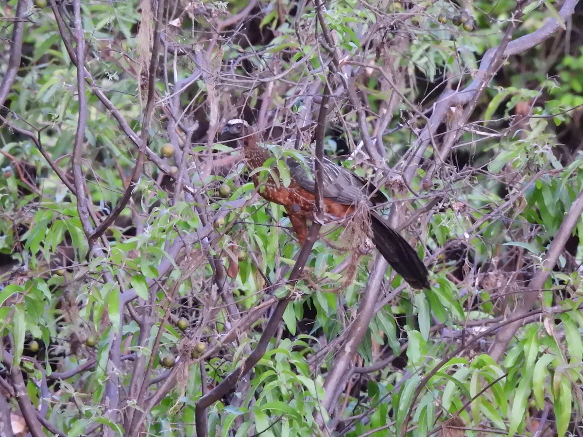 Chestnut-bellied Guan - ML637246560