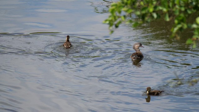 Mandarin Duck - ML637246594