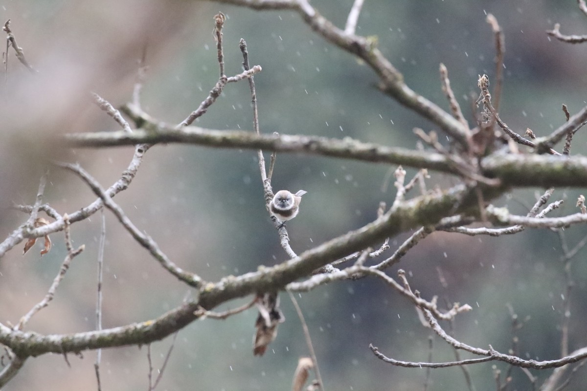 Sooty Tit - ML637246696