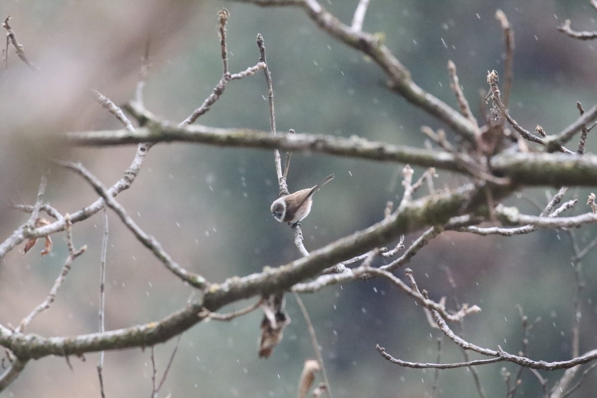 Sooty Tit - ML637246697