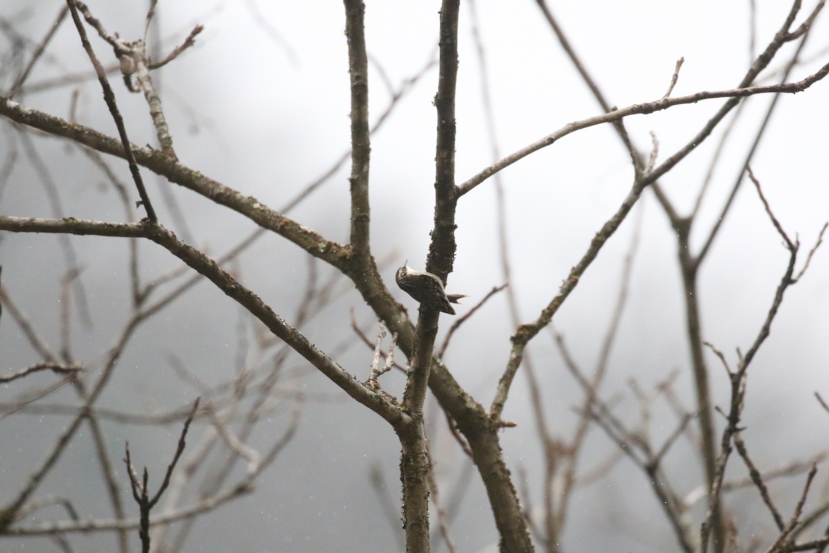 Sichuan Treecreeper - ML637246704