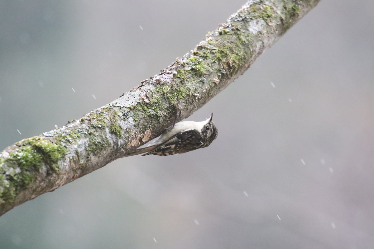 Sichuan Treecreeper - ML637246705