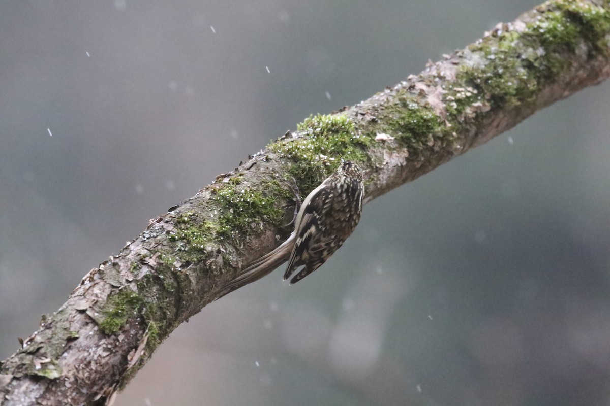 Sichuan Treecreeper - ML637246706