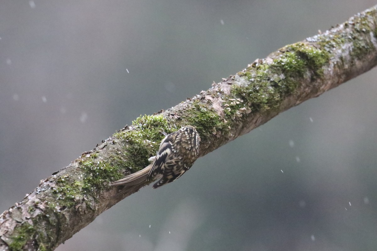 Sichuan Treecreeper - ML637246707