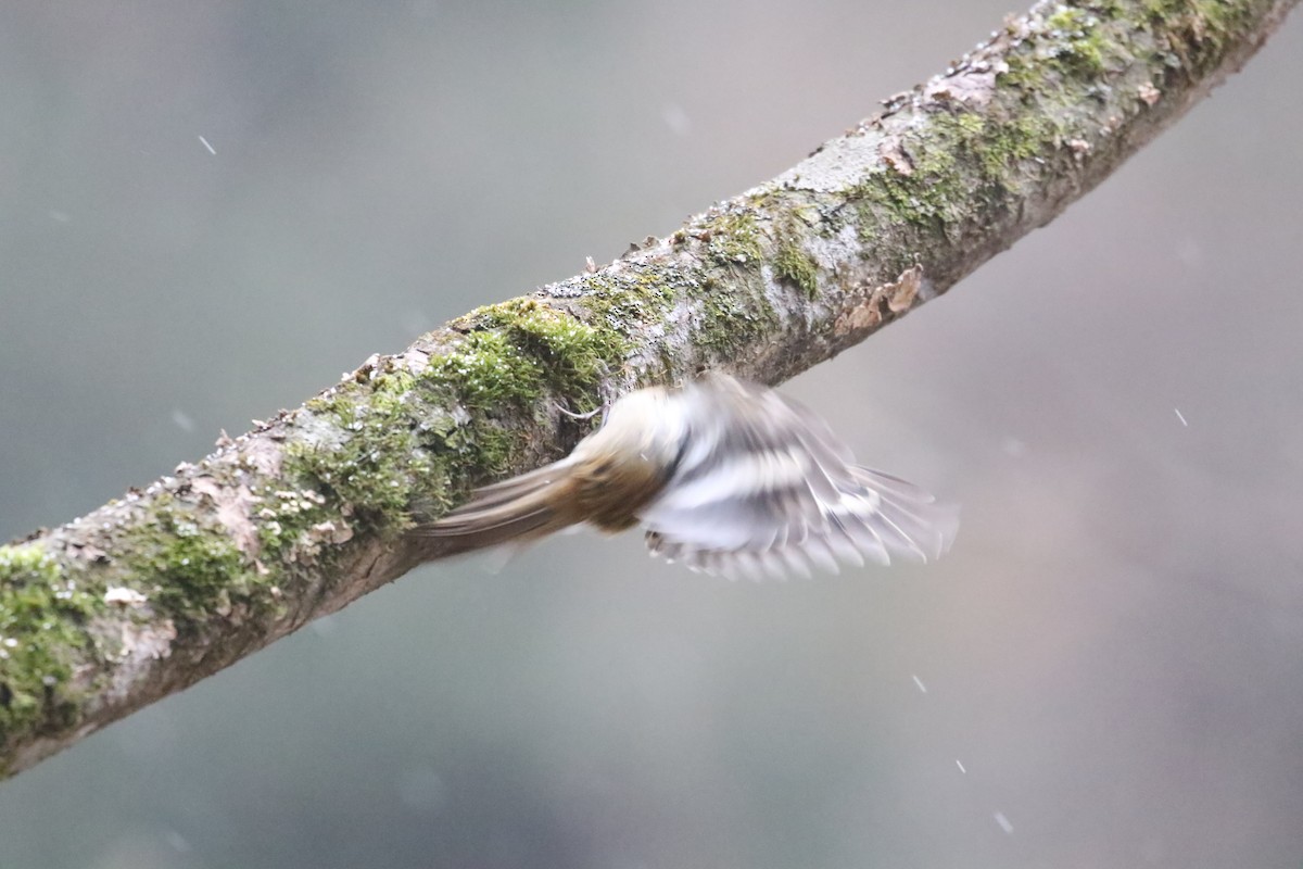 Sichuan Treecreeper - ML637246708