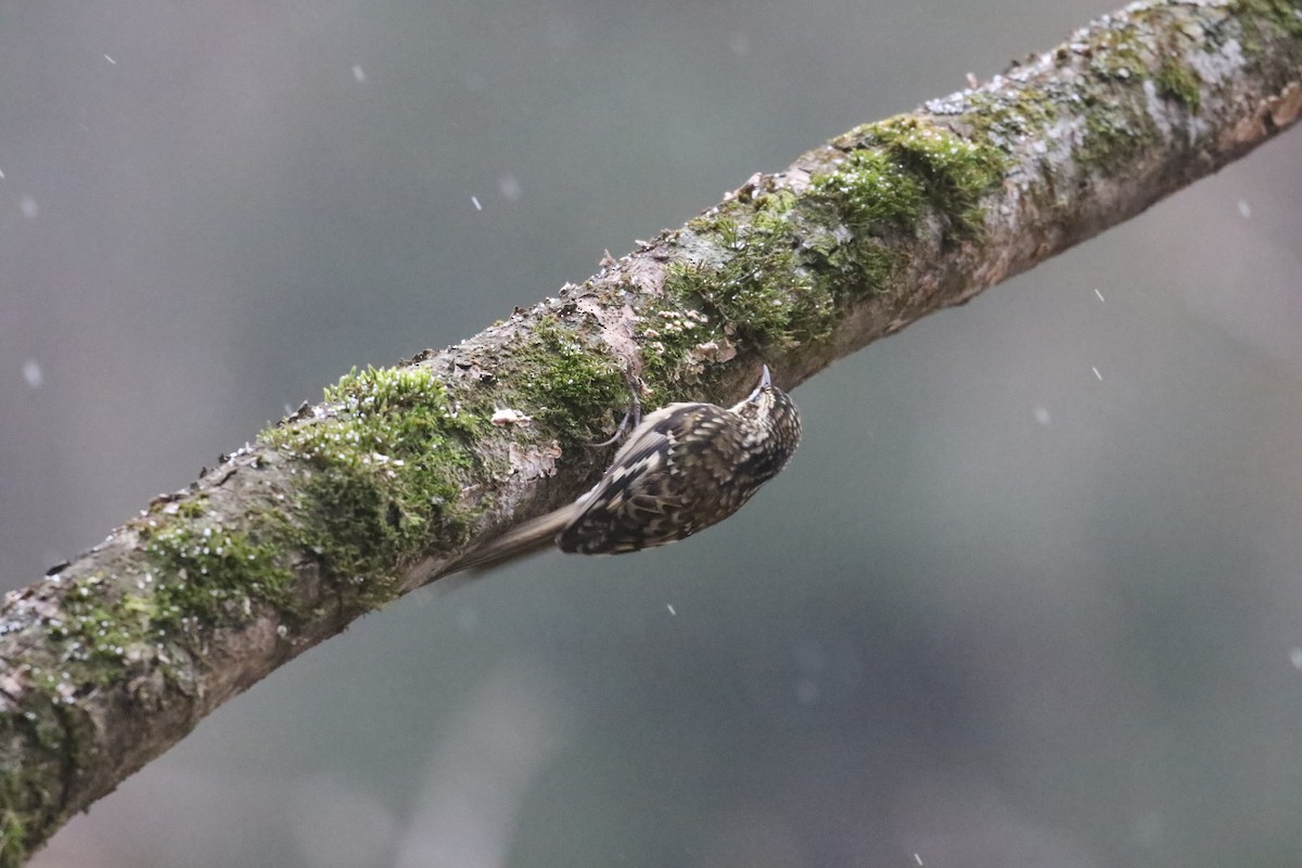 Sichuan Treecreeper - ML637246709