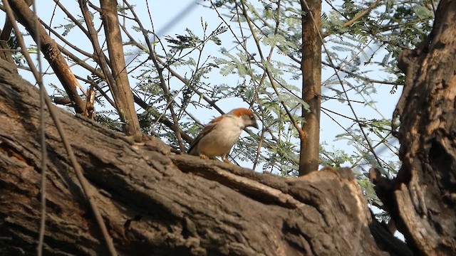 Moineau du Sind - ML637246749