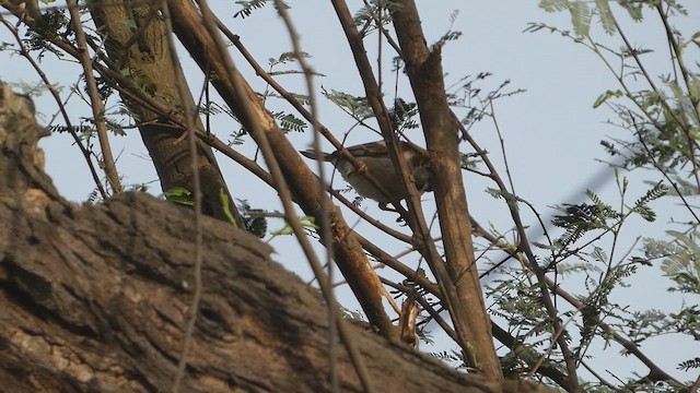 Moineau du Sind - ML637246768