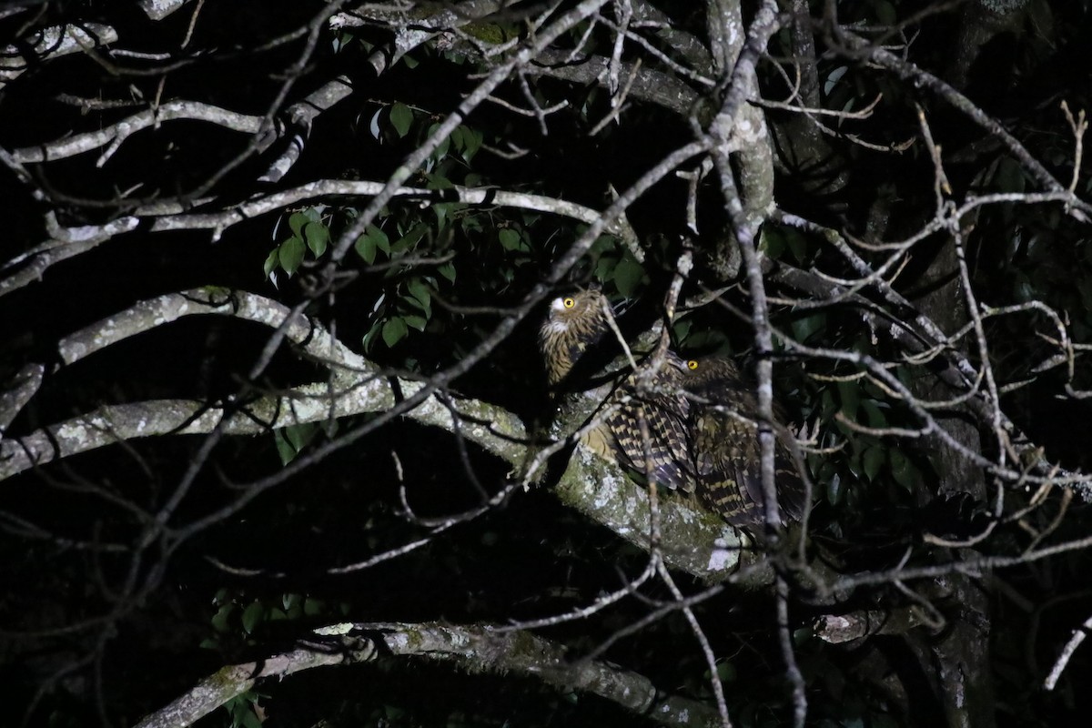 Tawny Fish-Owl - ML637246966