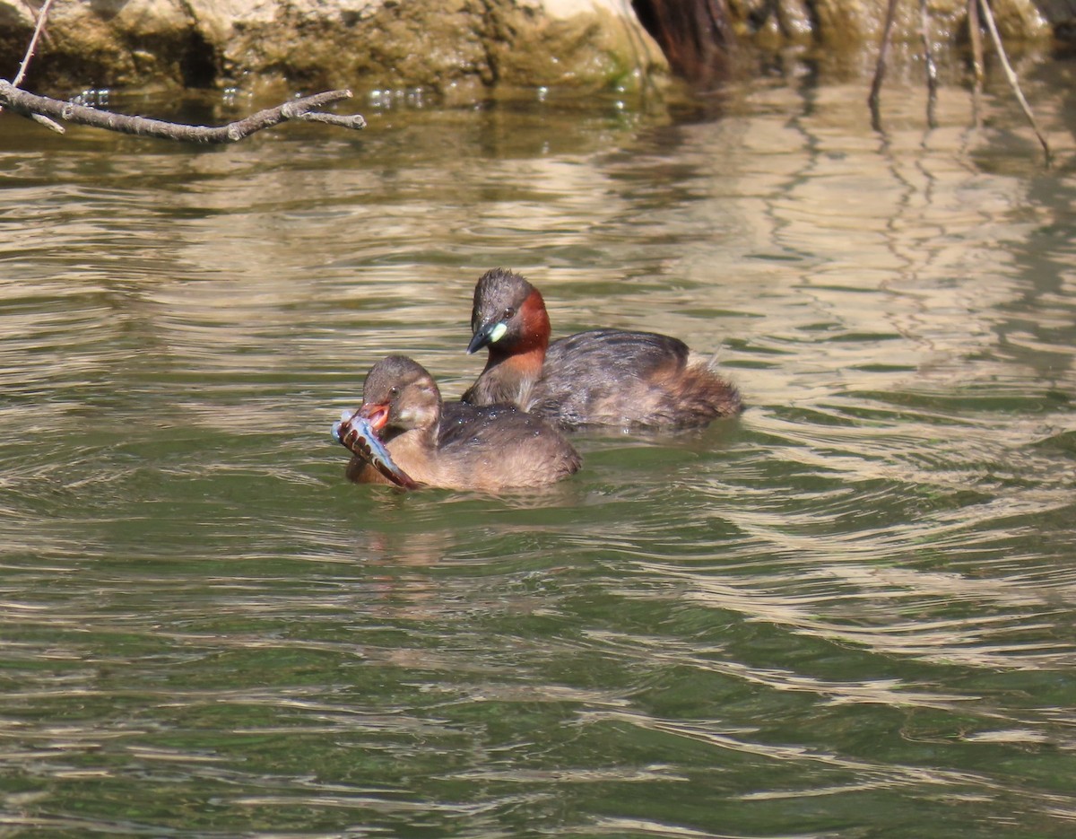 Little Grebe - ML637247014