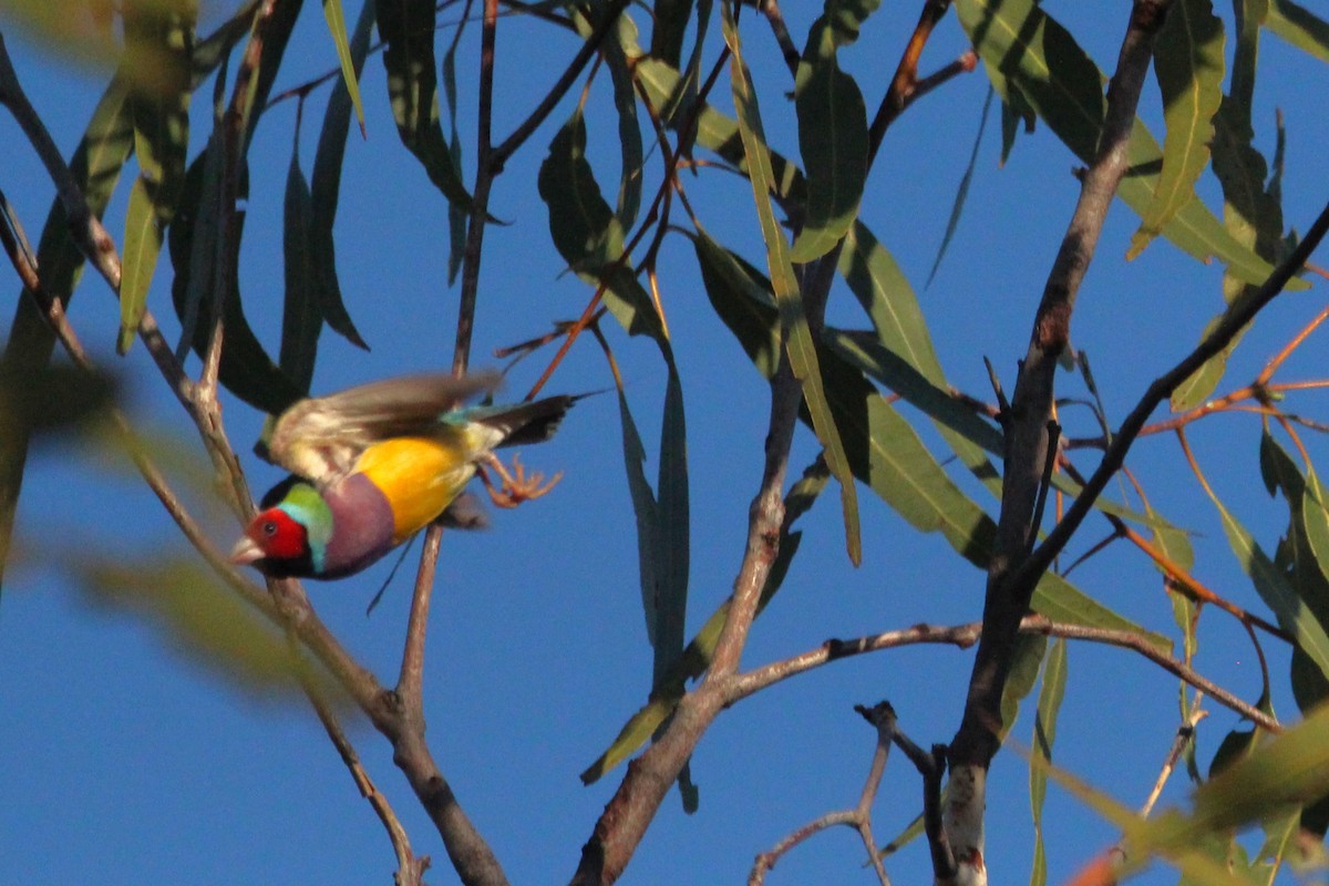 Gouldian Finch - ML637247032