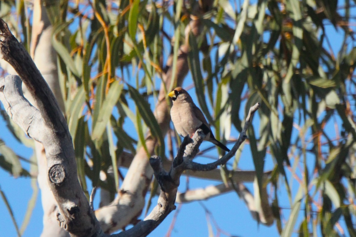 Masked Finch - ML637247097