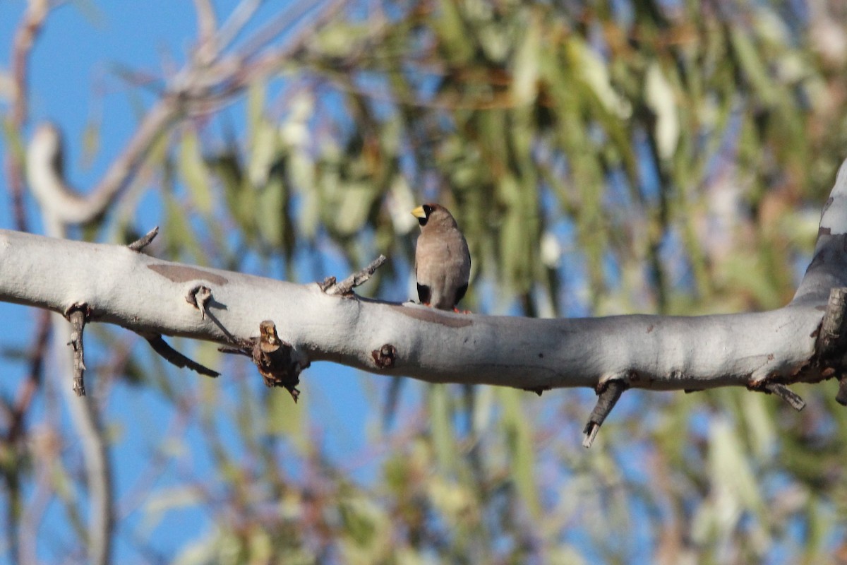 Masked Finch - ML637247104