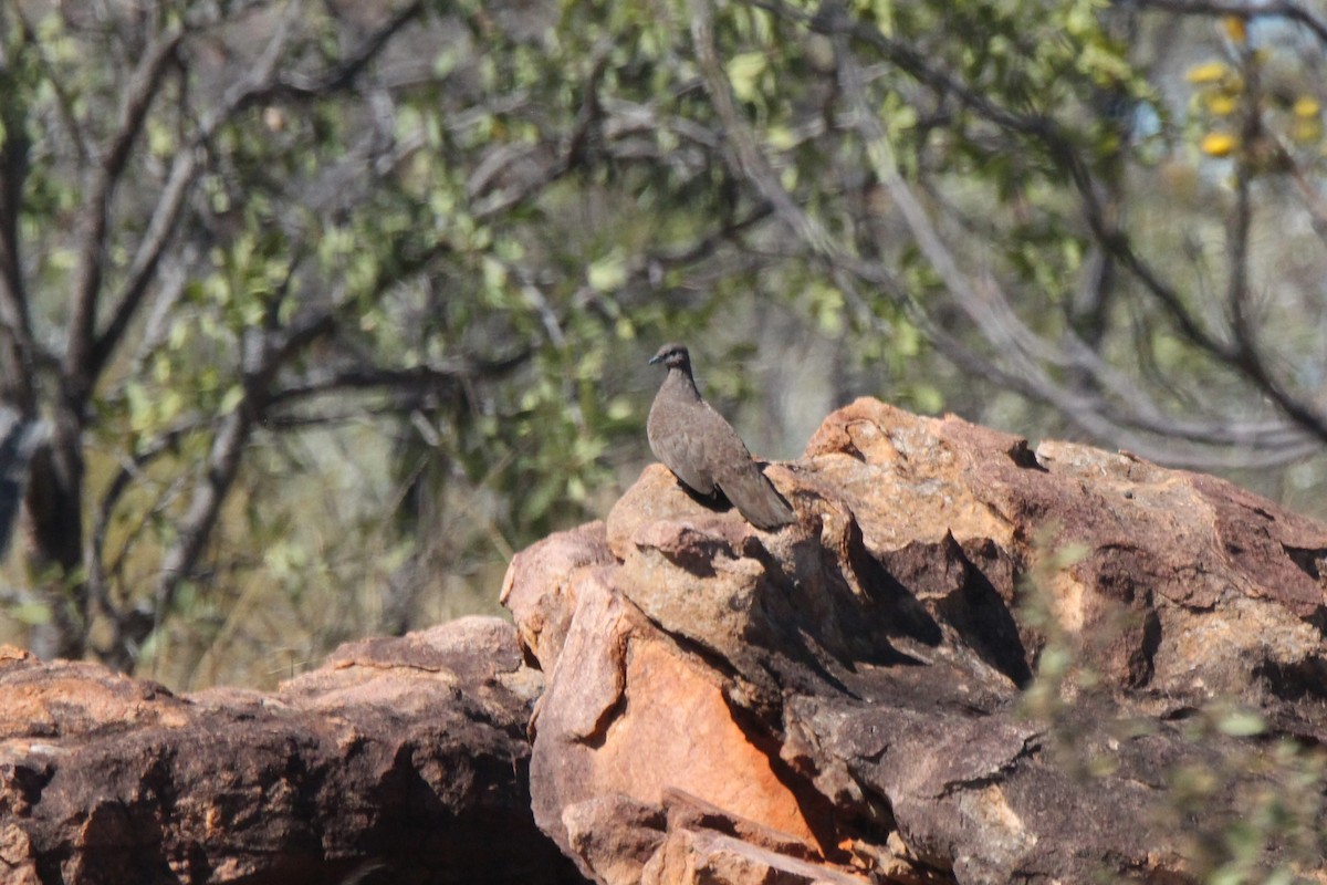 White-quilled Rock-Pigeon - ML637247136