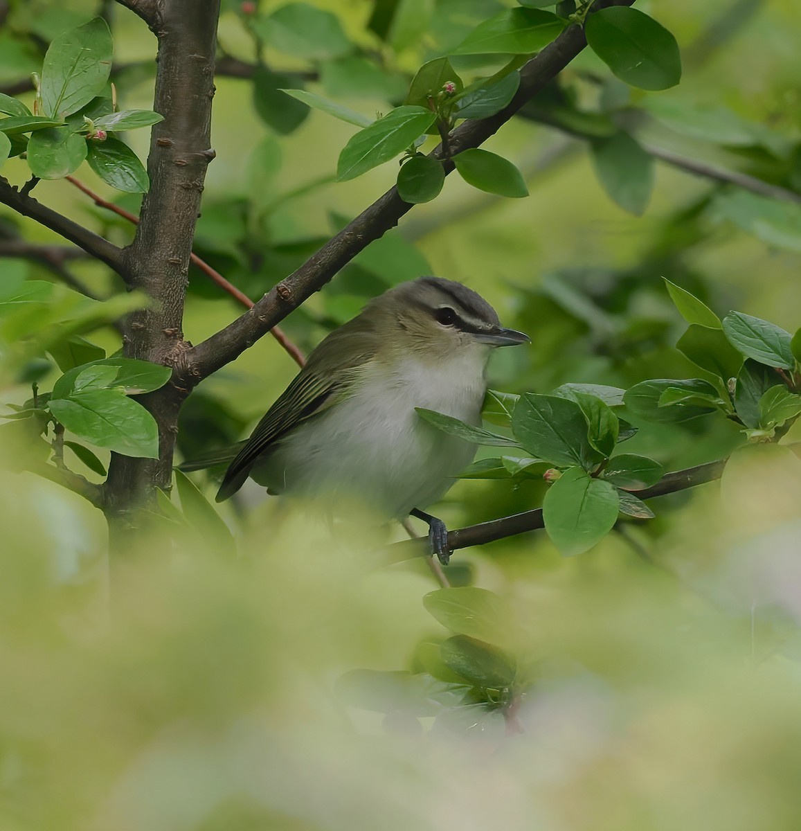 Kızıl Gözlü Vireo - ML637247146
