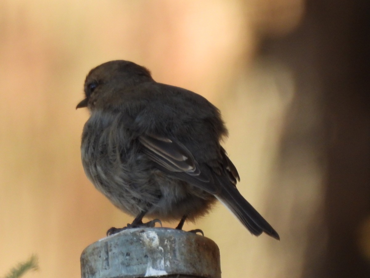 Dusky Robin - ML637247237