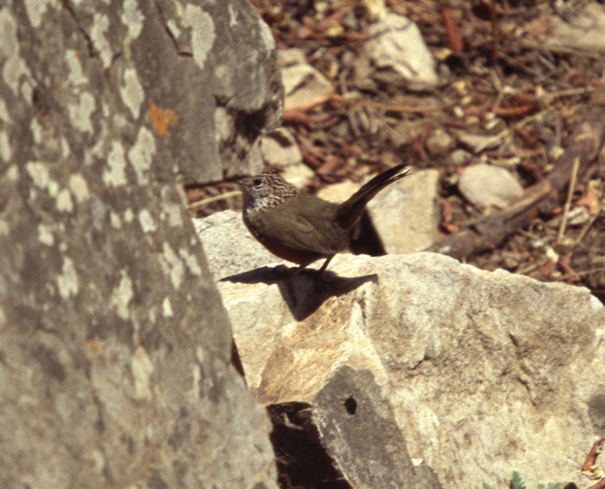 Crested Gallito - ML637247242