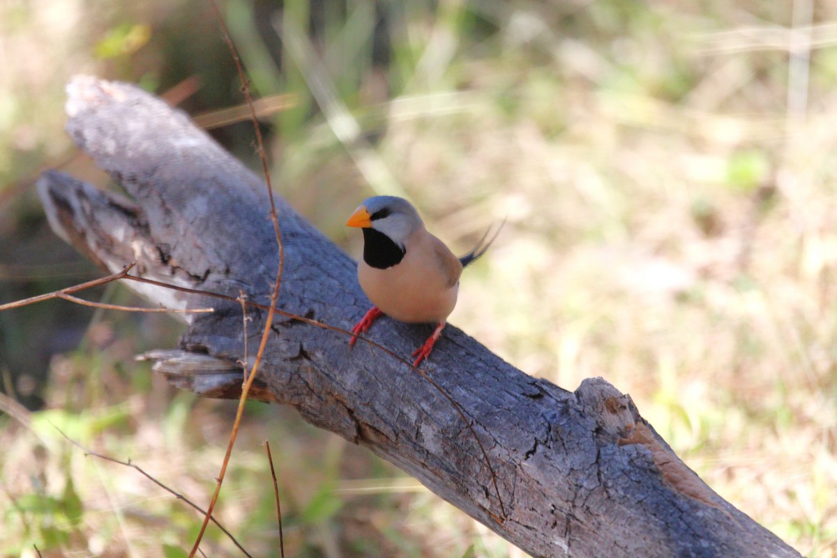 Long-tailed Finch - ML637247403